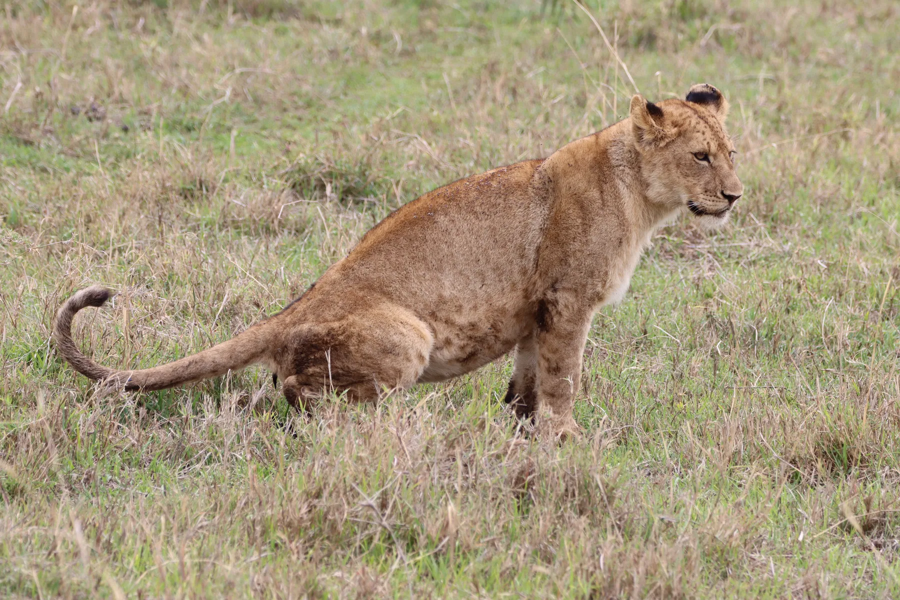 Young lion in Ngorongoro Crater