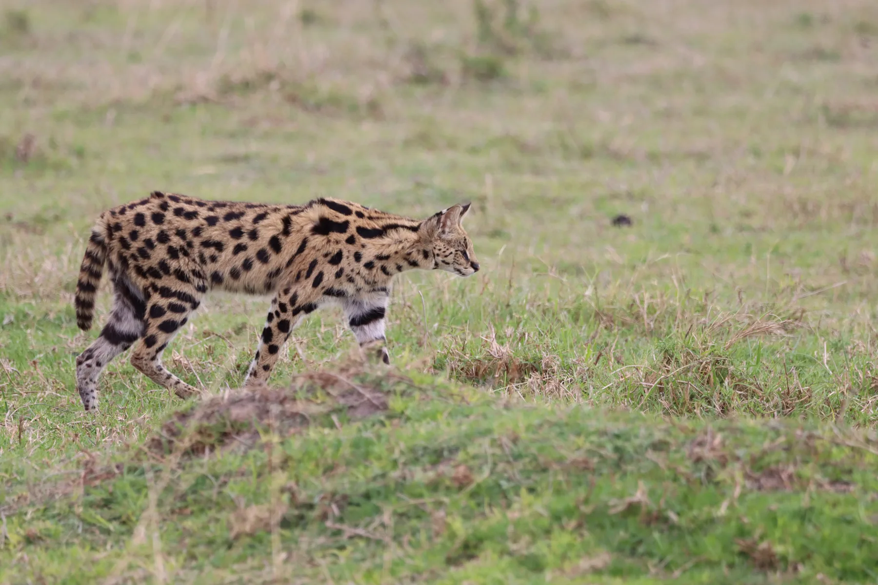 A rare serval in the grass
