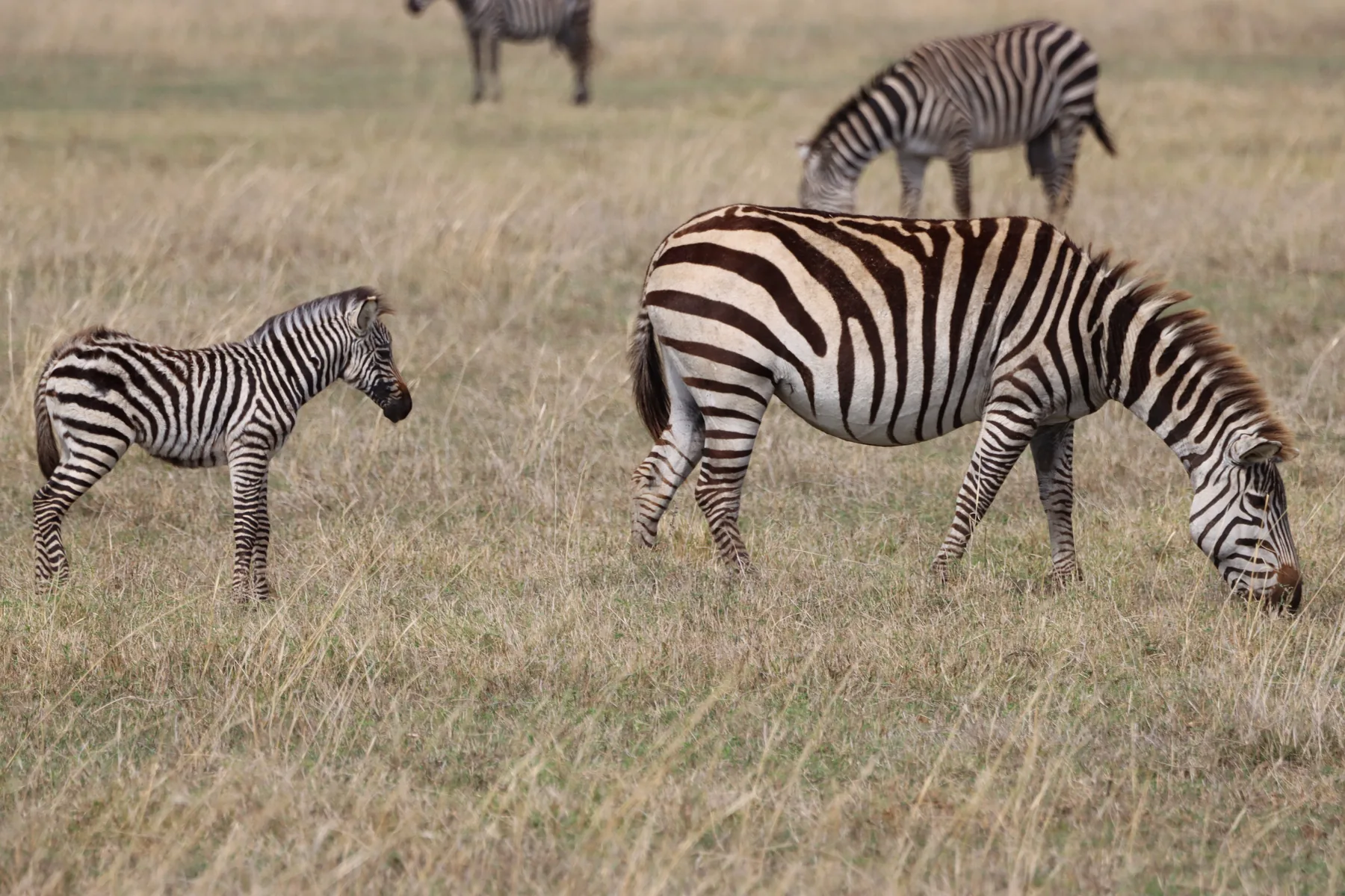 Zebra family on the open plains of northern Tanzania