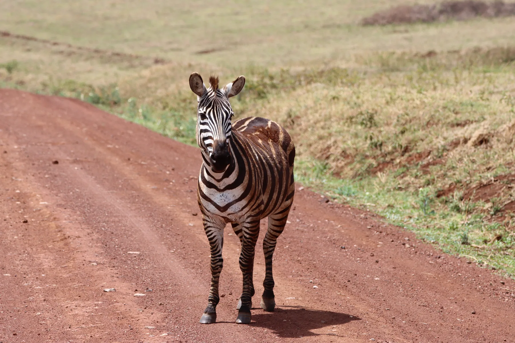 The Great Migration: When the Serengeti Comes Alive — The vastness of the savannah