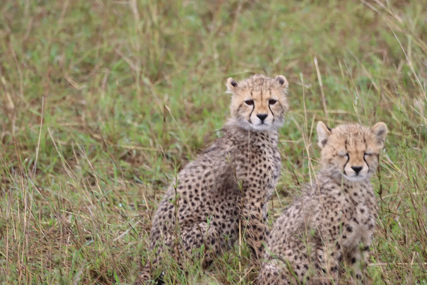 Two young cheetahs sitting in Serengeti grass