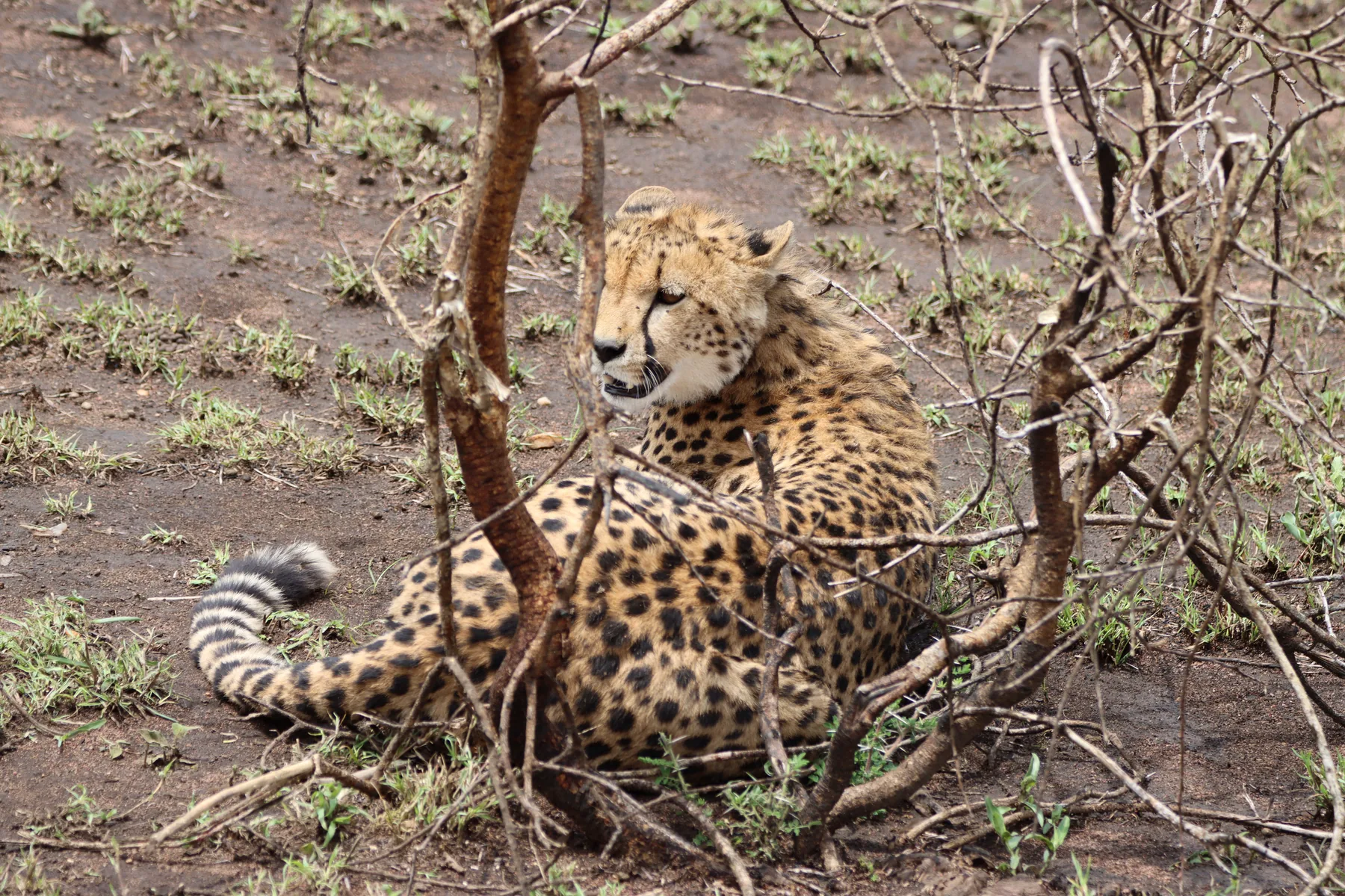 Cheetah resting in the shade