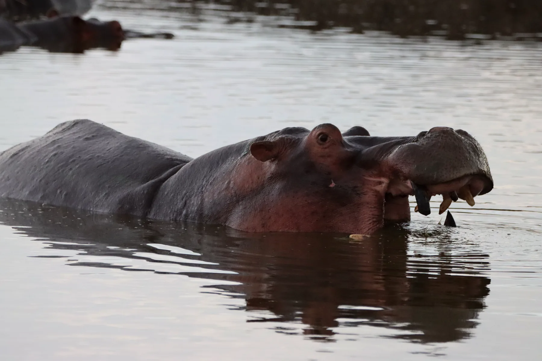 Hippos resting in the water