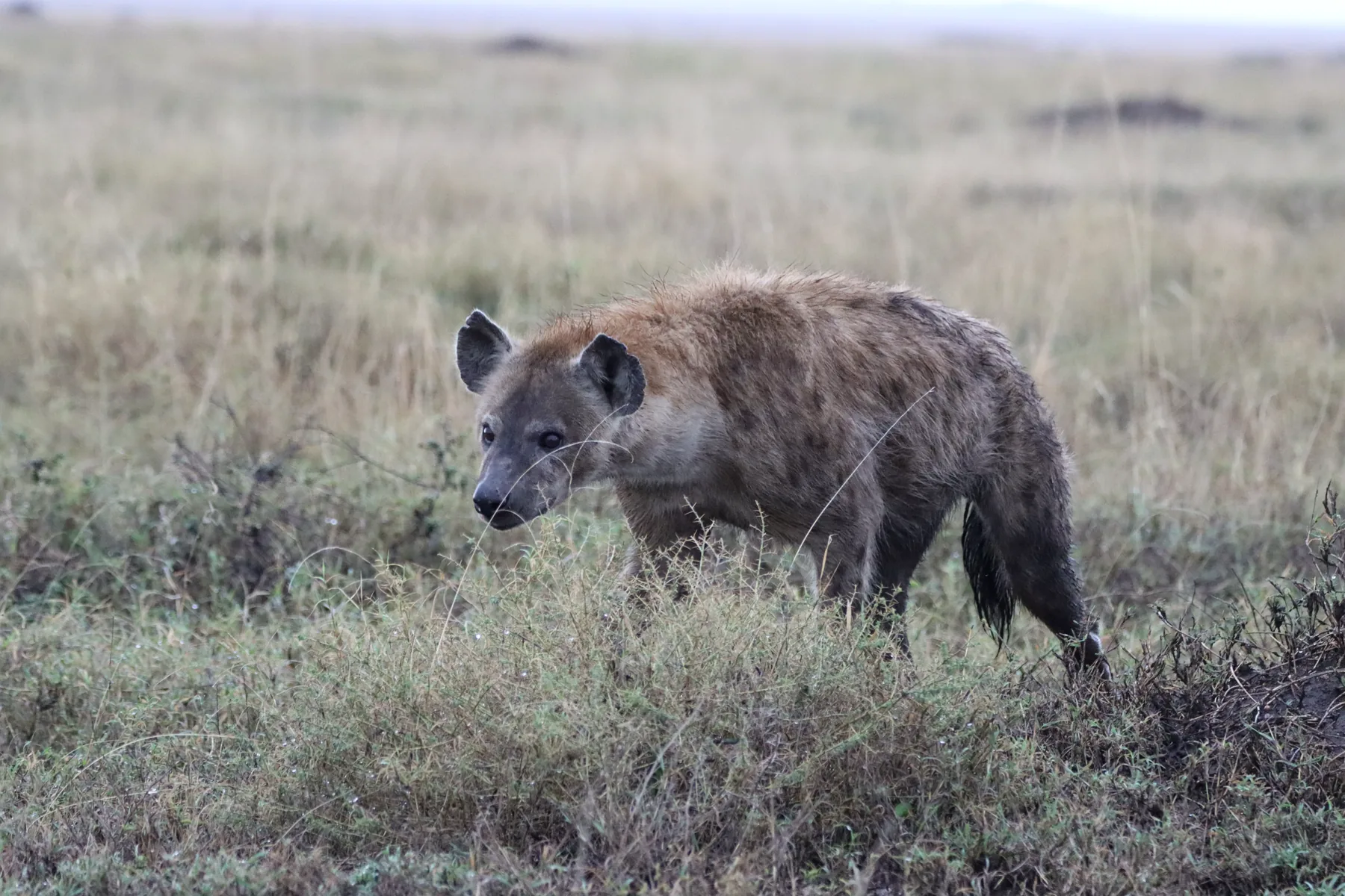 Hyena in the first morning light