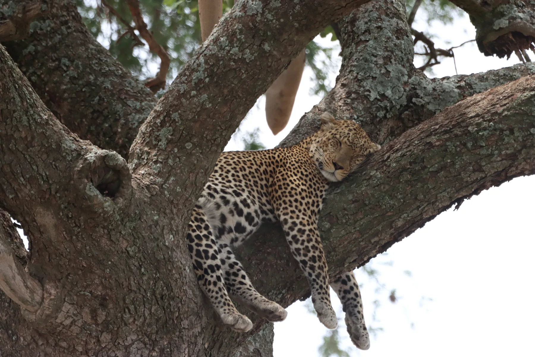Leopard resting in a fig tree