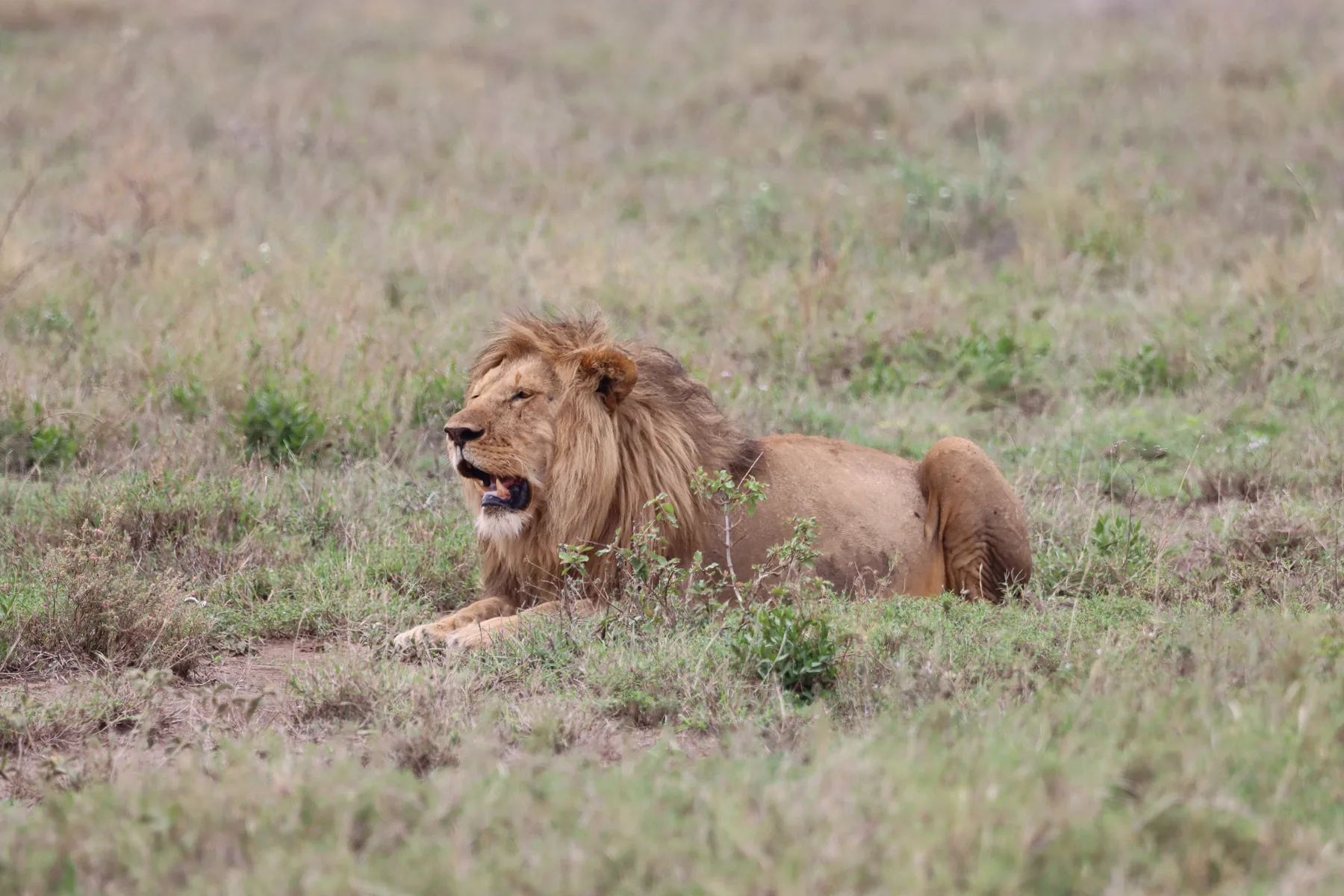 Male lion in the Serengeti