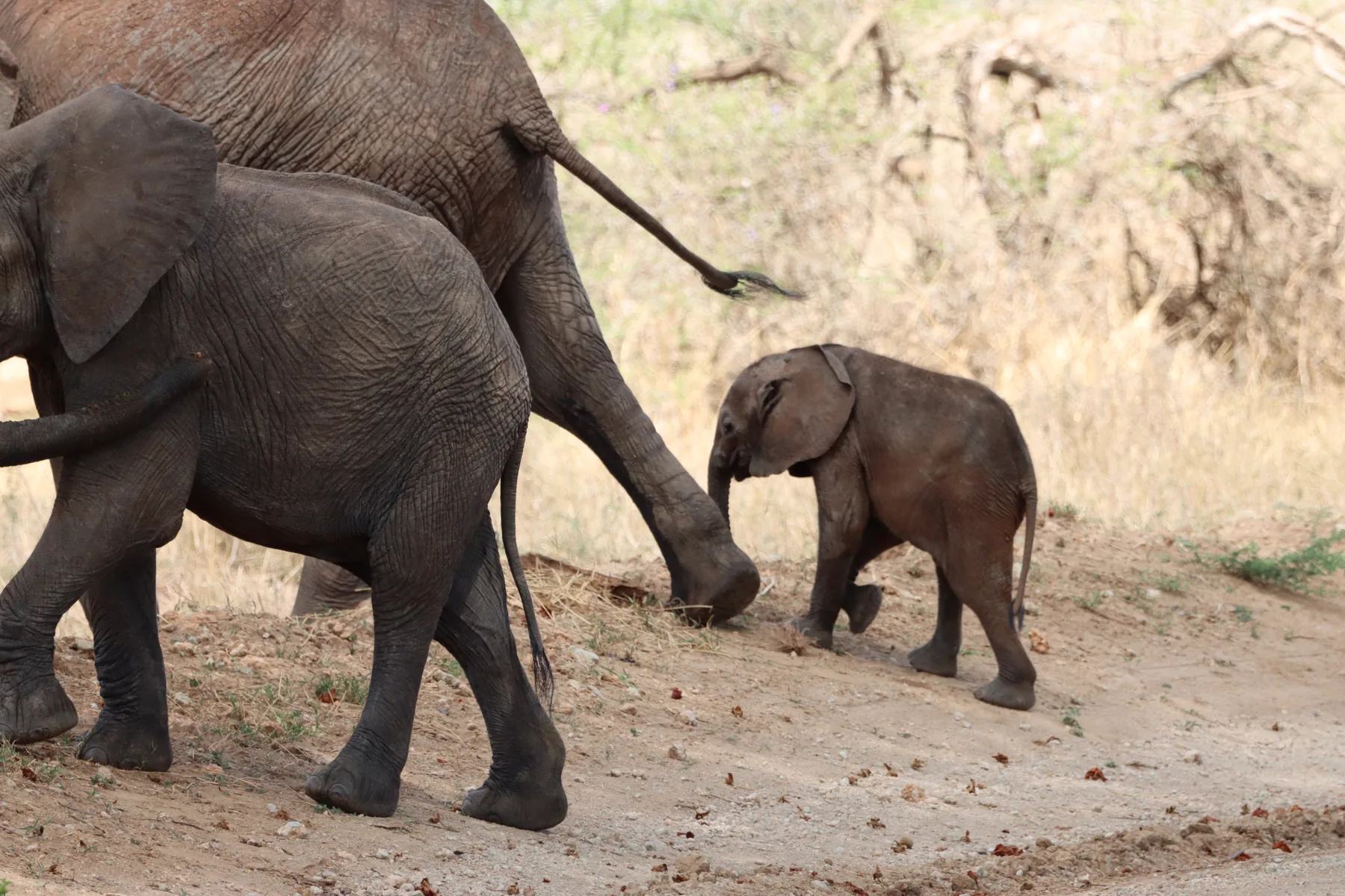 Elephant family with a calf in Tarangire National Park