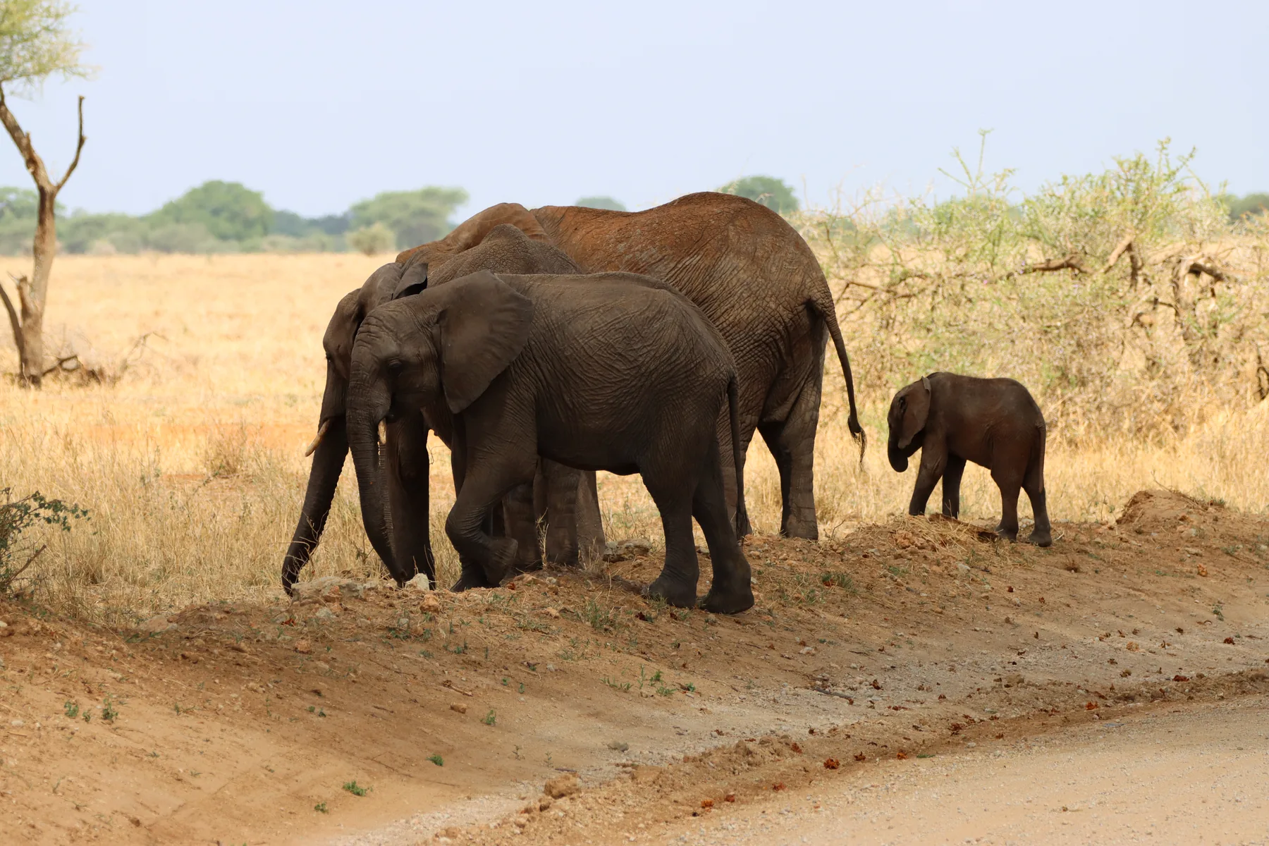 Tarangire: Where Elephants Walk Beneath Baobabs — An encounter in Tanzania's wild