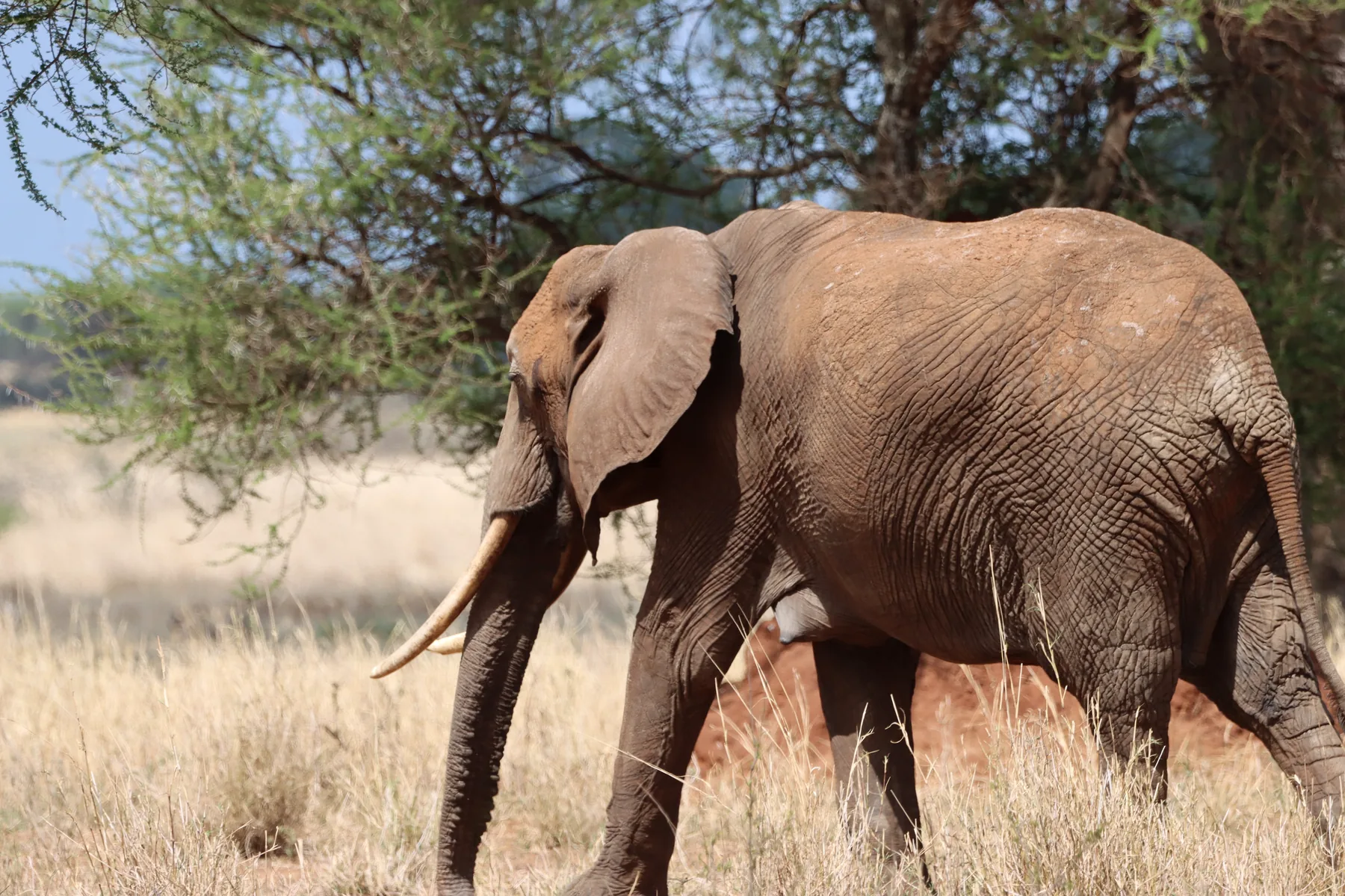 Tarangire: Where Elephants Walk Beneath Baobabs — The vastness of the savannah
