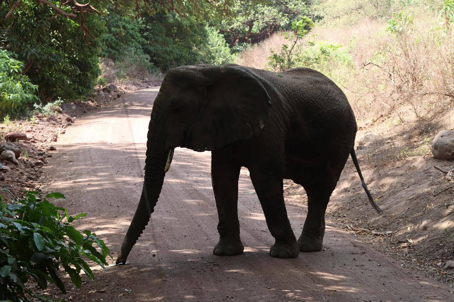 Tarangire: Where Elephants Walk Beneath Baobabs — Moments along the way