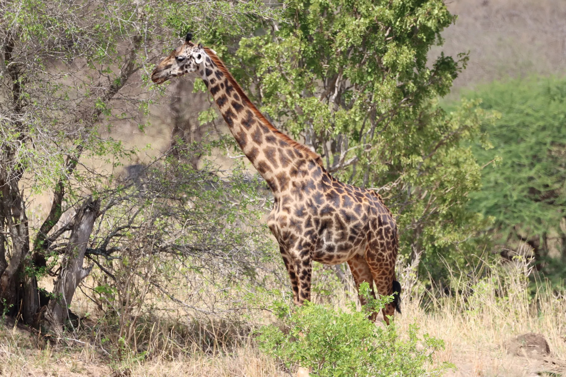 Giraffe in the woodland
