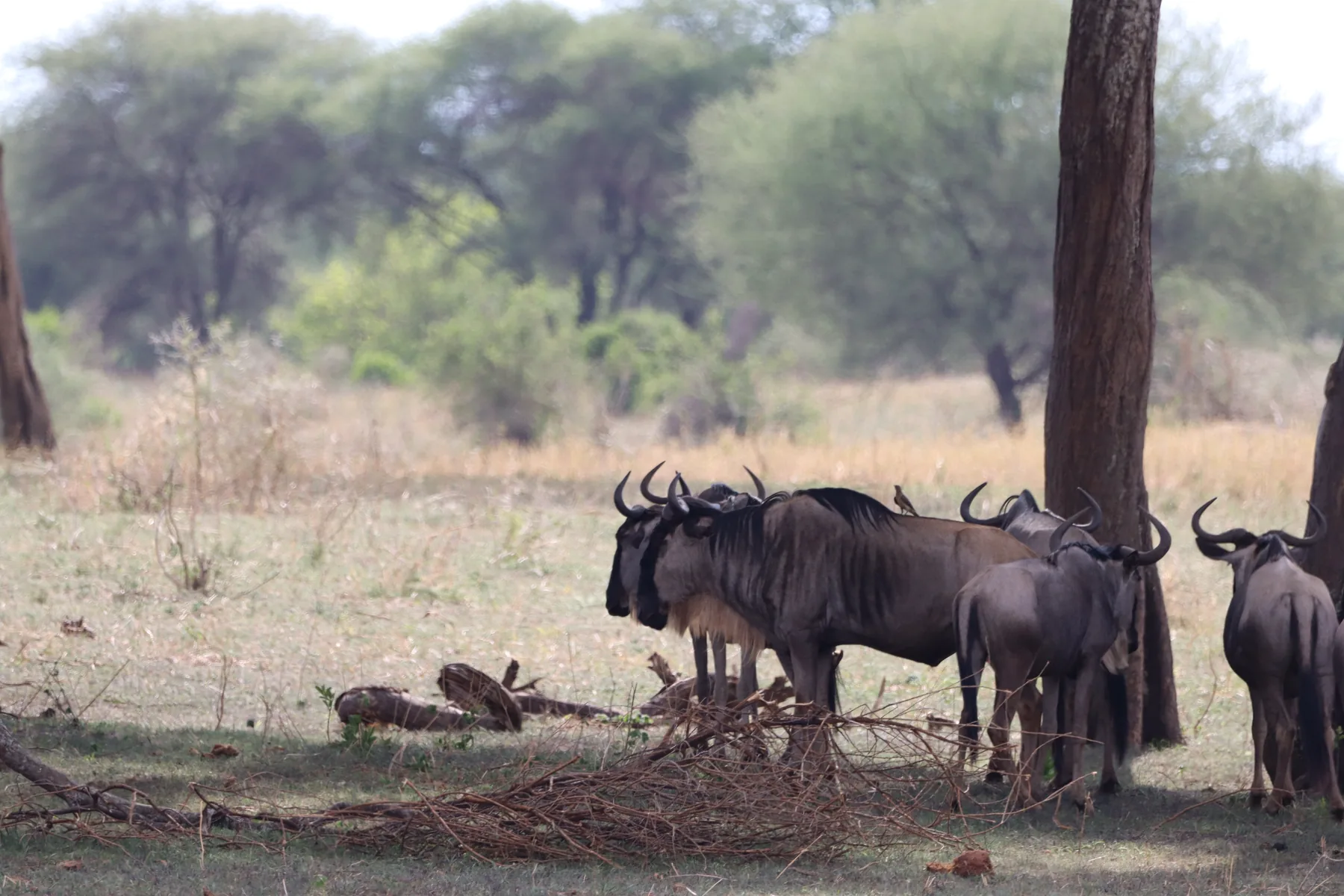 The Great Migration: When the Serengeti Comes Alive — An encounter in Tanzania's wild