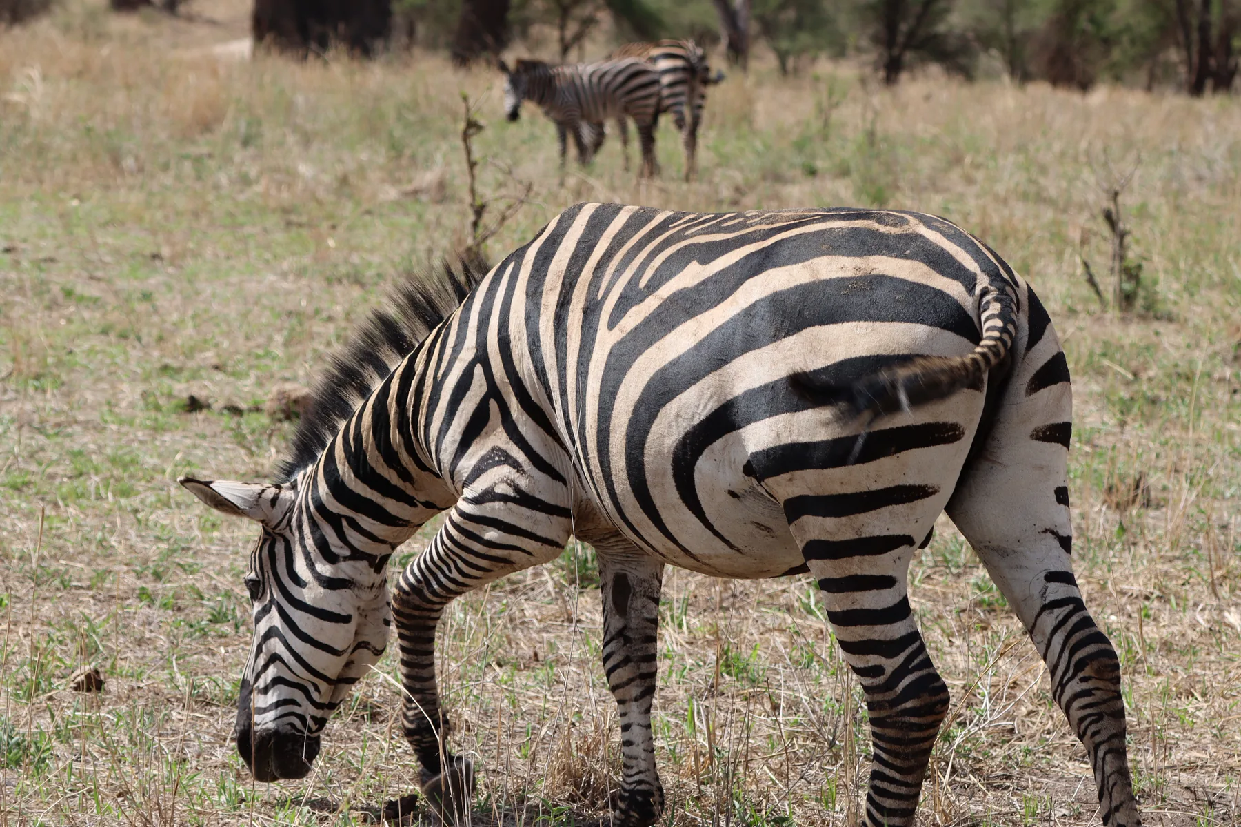Zebra at close range