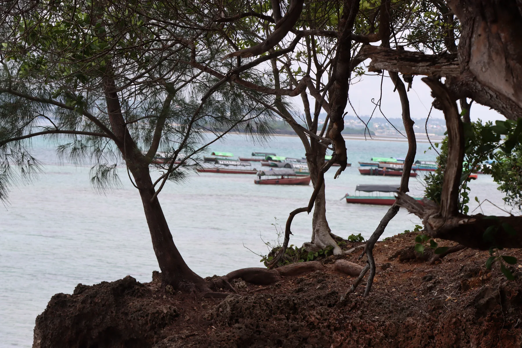 Boats framed by coastal trees