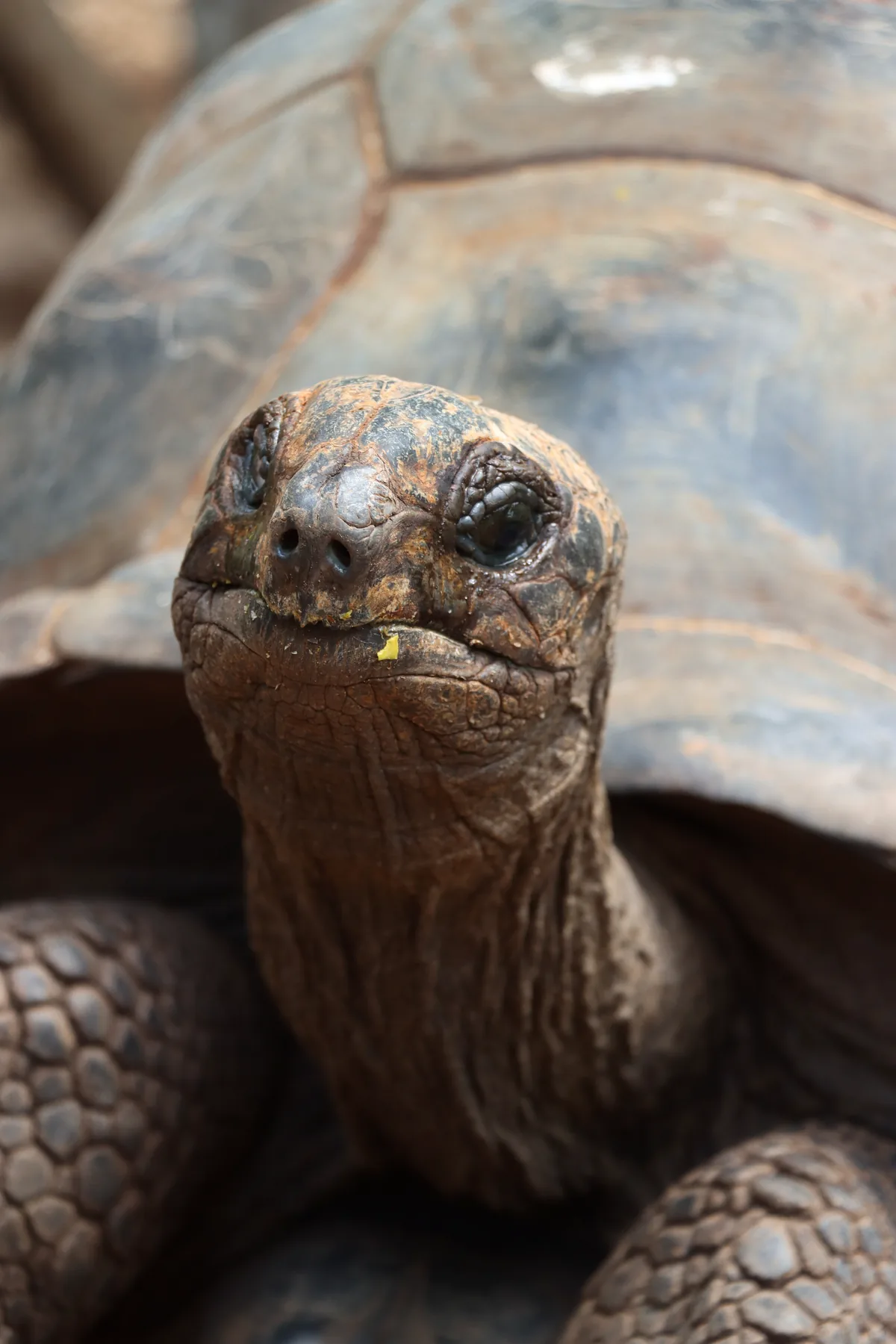 Giant tortoise on Prison Island
