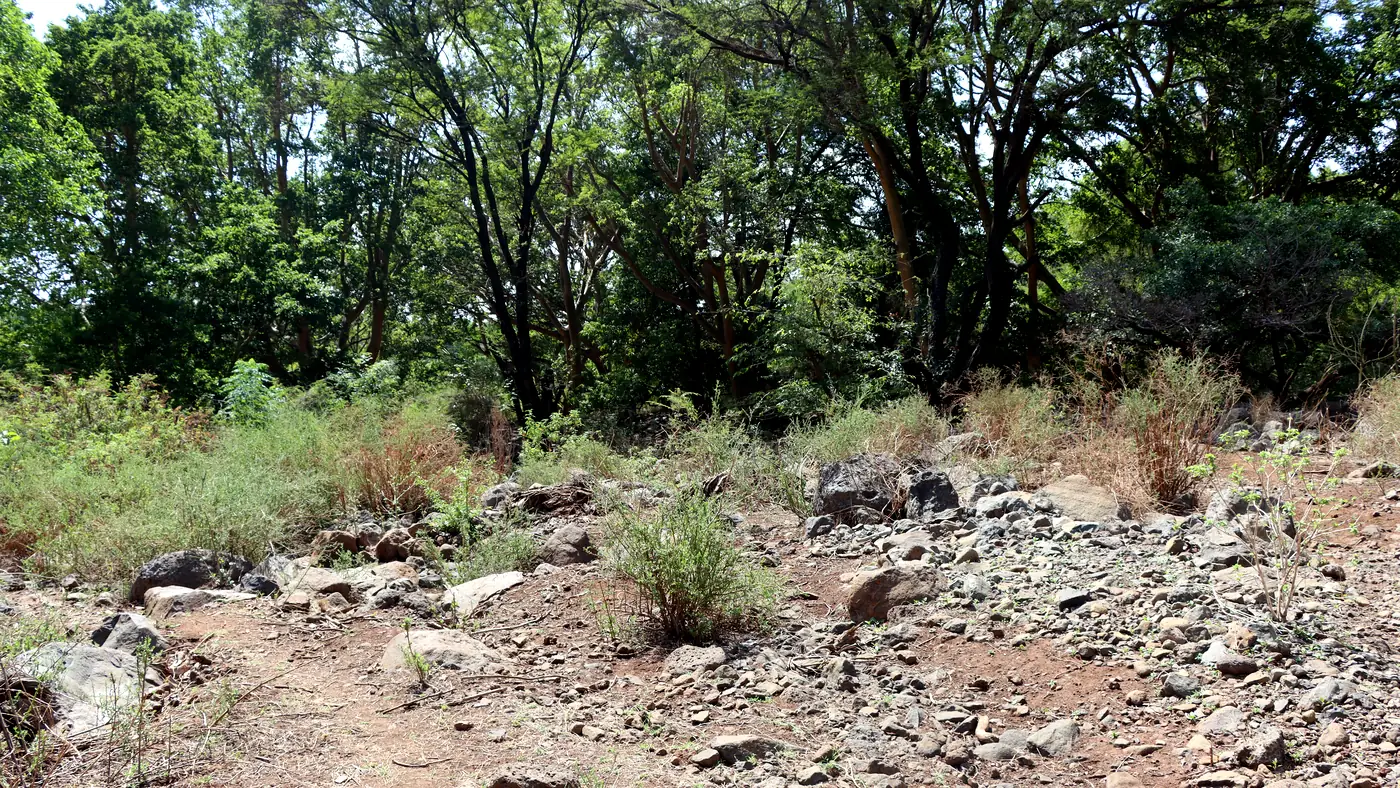Arusha Beyond Safari: Forest Paths, Waterfalls and Everyday Life — Moments along the way