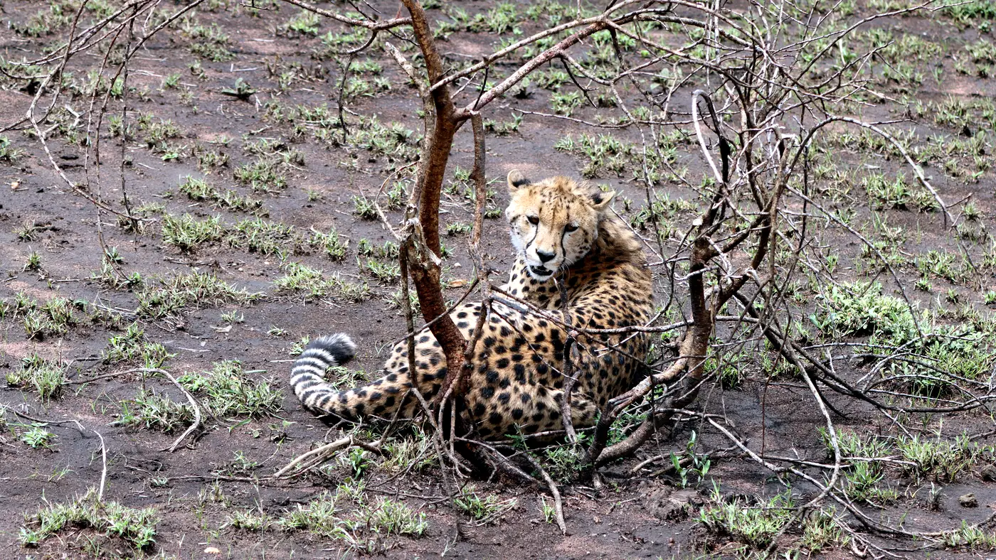 Tanzania Safari with Children: How to Make the Trip Family-Friendly and Relaxed — Memories from East Africa