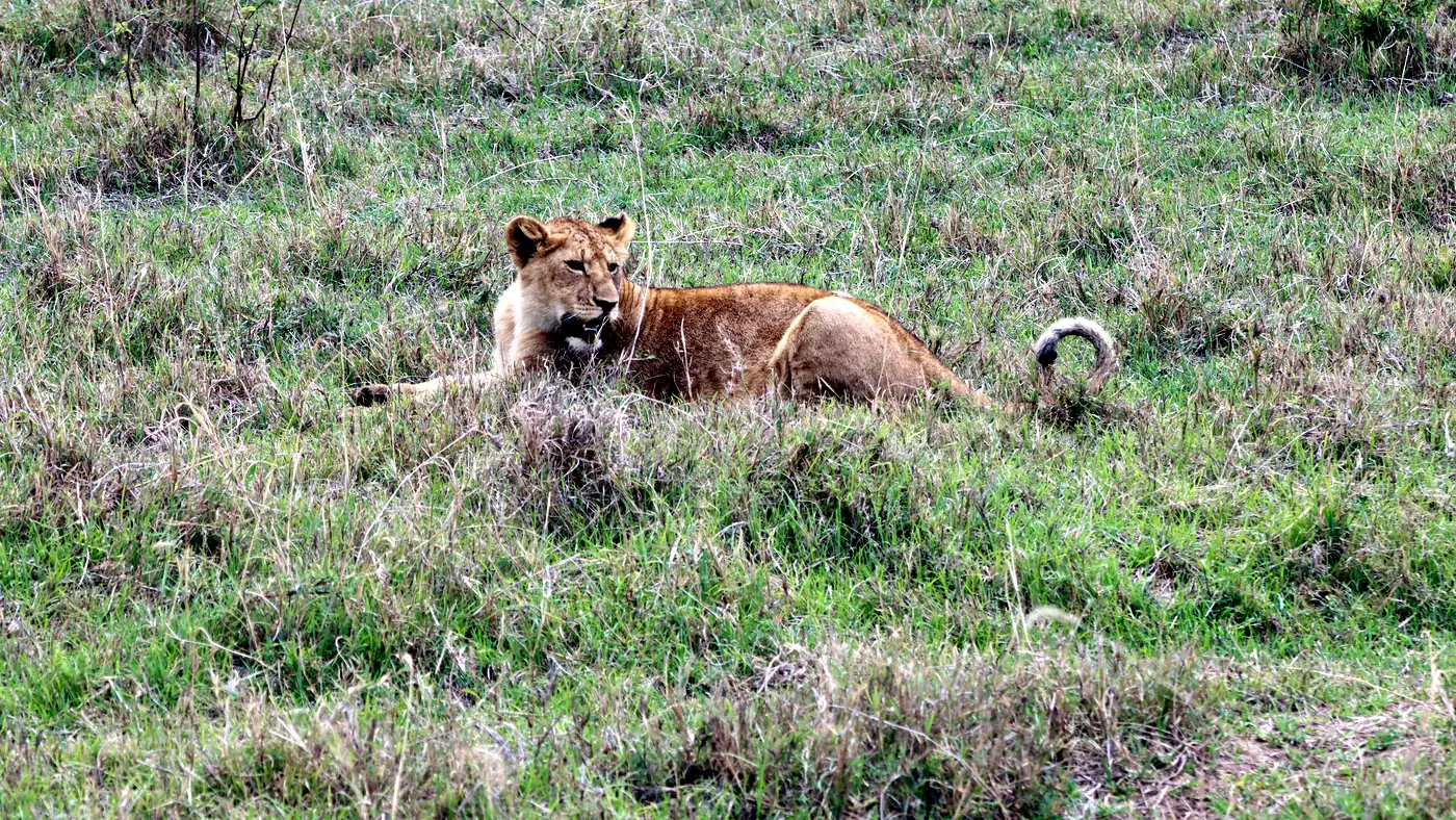 Tanzania Safari with Children: How to Make the Trip Family-Friendly and Relaxed — Moments along the way