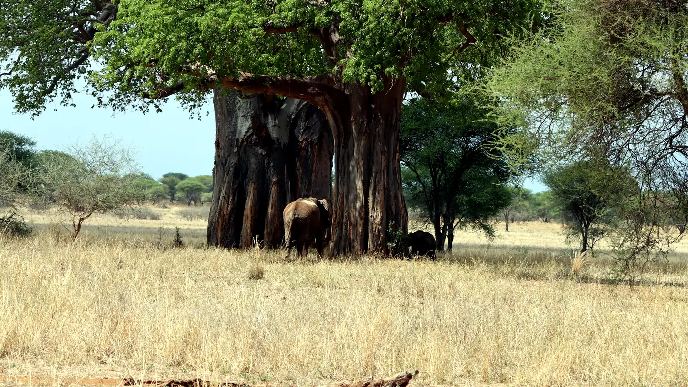 Climbing Mount Kilimanjaro: Preparation, Routes & Tips — An encounter in Tanzania's wild