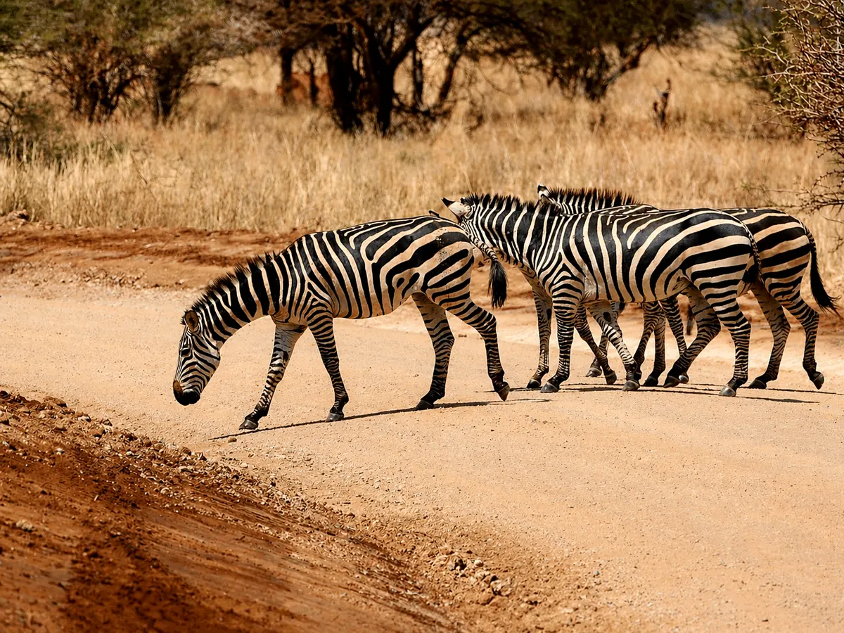 Zebras in the Tanzanian bush